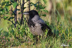 Hooded Crow