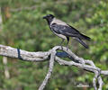 Hooded Crow