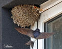 House Martin