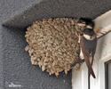 House Martin