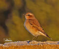 Isabeline Wheatear