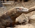 Komodo ejderi