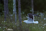 Lesser Black-backed Gull