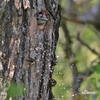 Lesser Spotted Woodpecker