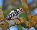 Lesser Spotted Woodpecker