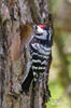 Lesser Spotted Woodpecker