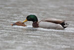 Mallard