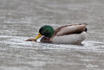 Mallard