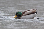 Mallard