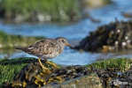 Meerstrandläufer