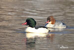 Mergus merganser