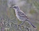 Mimus melanotis