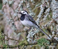 Motacilla alba