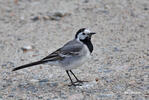 Motacilla alba