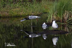 Mouette rieuse