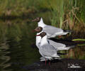 Mouette rieuse