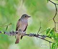 Muscicapa striata