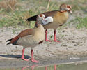 Nilgans