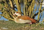 Nilgans