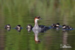 Nonnetje vogel