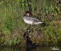 Nonnetje vogel