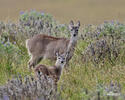 Odocoileus virginianus peruvianus