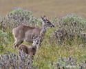 Odocoileus virginianus peruvianus