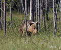 Orso bruno