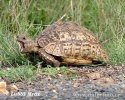 Pantherschildkröte