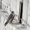 Peregrine