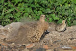 Pheasant