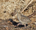 Pheasant