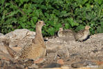 Pheasant