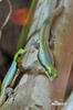 Phelsuma klemmeri