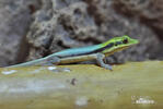 Phelsuma klemmeri