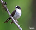 Pied Flycatcher