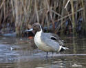 Pintail