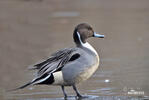 Pintail