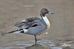 Pintail