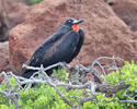 Prachtfregattvogel