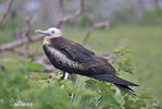 Prachtfregattvogel