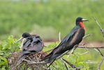 Prachtfregattvogel