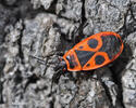 Pyrrhocoris apterus