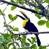 Ramphastos brevis