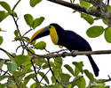 Ramphastos brevis