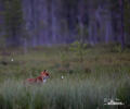 Red Fox