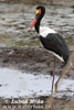 Sattelstorch