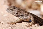 Sceloporus sp.