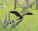 Schlangenhalsvogel