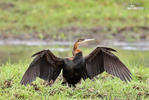 Schlangenhalsvogel